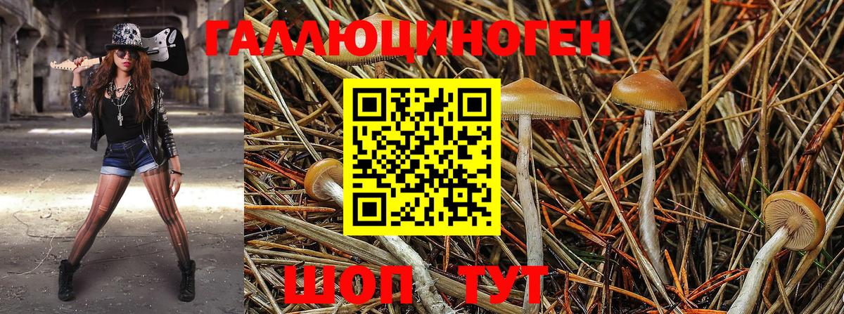 Галлюциногенные грибы Psilocybine cubensis Сызрань